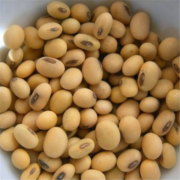 Soya Beans/Soybeans - Image 2