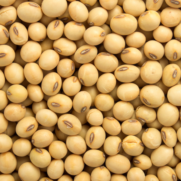 Soya Beans/Soybeans