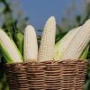White Corn/Maize - Image 3