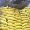 White Corn/Maize - Image 4